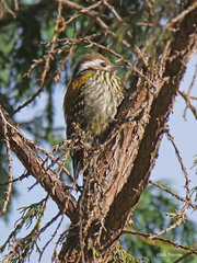 Chloropicus abyssinicus