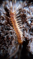 Lithobius variegatus