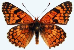 Chlosyne acastus acastus