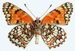 Chlosyne acastus acastus