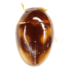 Neolitochrus pulchellus