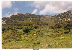 Olea europaea europaea
