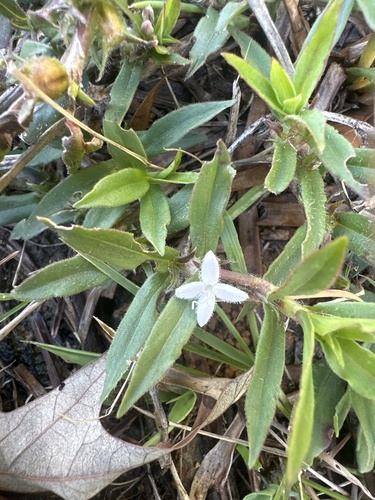 buttonweed