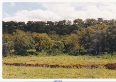 Olea europaea europaea