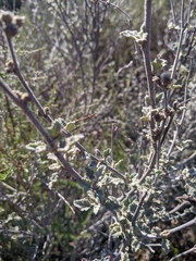 Malacothamnus arcuatus