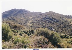 Olea europaea europaea