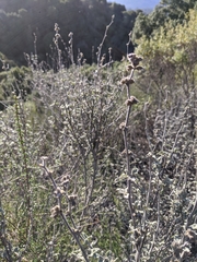 Malacothamnus arcuatus