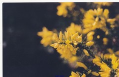 Ulex parviflorus