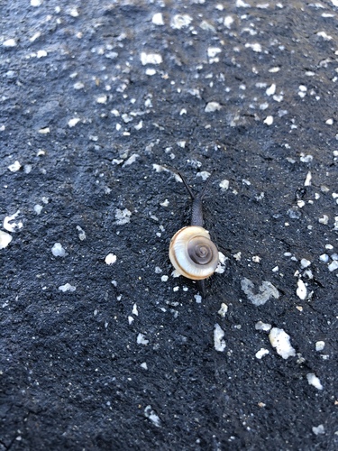 iNaturalist observation photo of Coachella Desertsnail