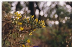 Ulex parviflorus