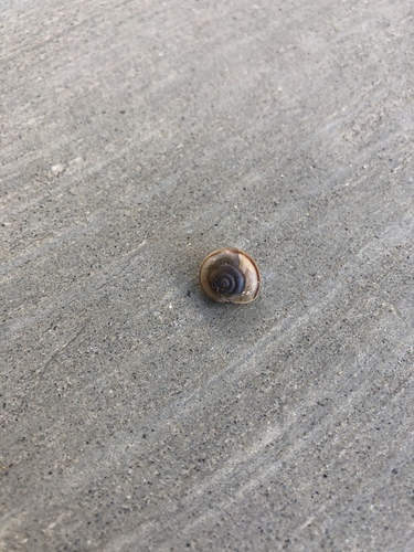 iNaturalist observation photo of Coachella Desertsnail