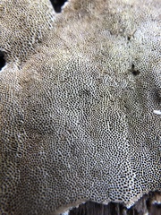 Vanderbylia robiniophila