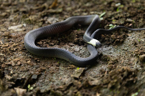 Hudson's Coffee Snake