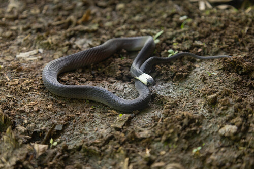 Hudson's Coffee Snake