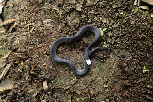 Hudson's Coffee Snake