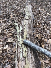 Vanderbylia robiniophila