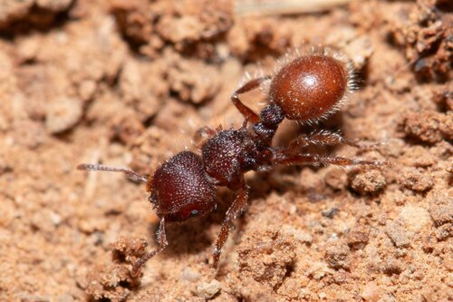 Meranoplus marsMeranoplus mars