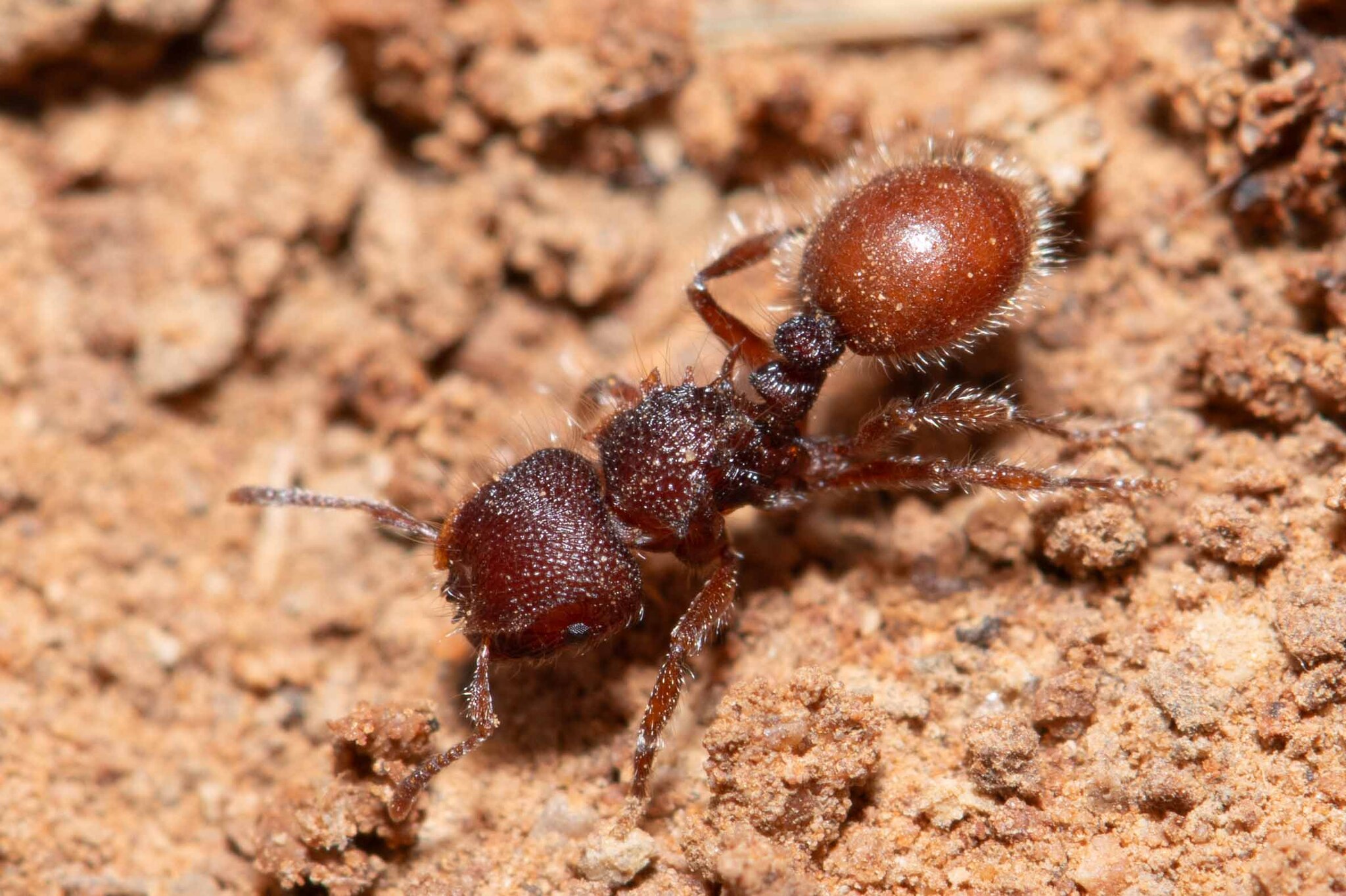 Meranoplus mars