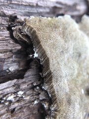 Vanderbylia robiniophila