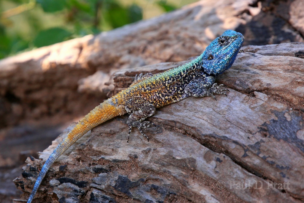 Southern Tree Agama (Reptiles of Botswana) · iNaturalist