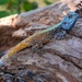Southern Tree Agama - Photo (c) Paul Pratt, some rights reserved (CC BY-NC), uploaded by Paul Pratt