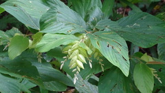 Flemingia strobilifera