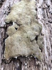 Vanderbylia robiniophila