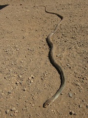 Psammophis mossambicus