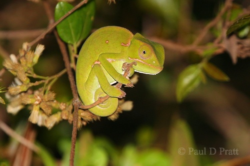Flap-necked Chameleon, photo 7 of 10