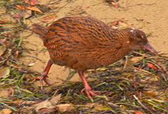 Gallirallus australis scotti