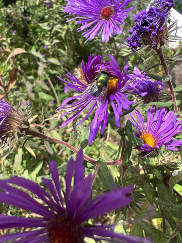 Unknown species found near District of Columbia County, US-DC, US