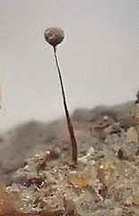 Paradiacheopsis longipes