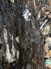 Paradiacheopsis longipes