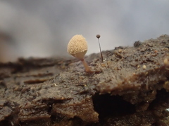 Paradiacheopsis longipes