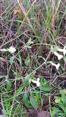 Silene latifolia