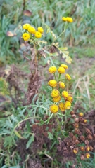 Tanacetum vulgare