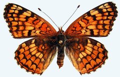 Chlosyne acastus acastus