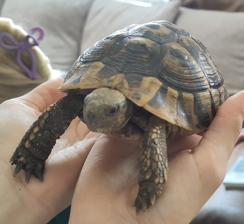 Testudo hermanni