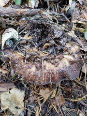 Turbinellus kauffmanii