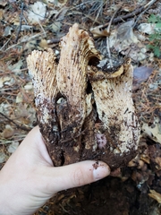 Turbinellus kauffmanii