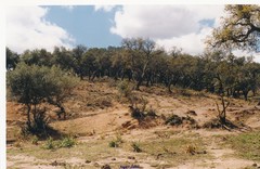Olea europaea europaea