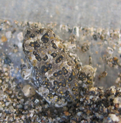 Anaxyrus californicus