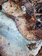 Turbinellus kauffmanii