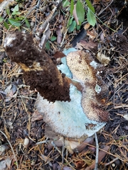 Turbinellus kauffmanii