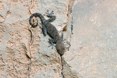 Ptyodactylus oudrii