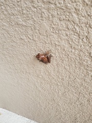 Osteopilus septentrionalis