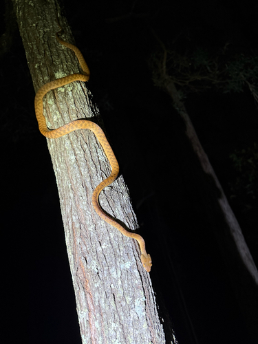 Brown Tree Snake sighting