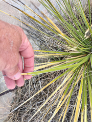 Yucca campestris