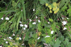 Dianthus cretaceus