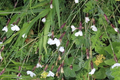 Dianthus cretaceus